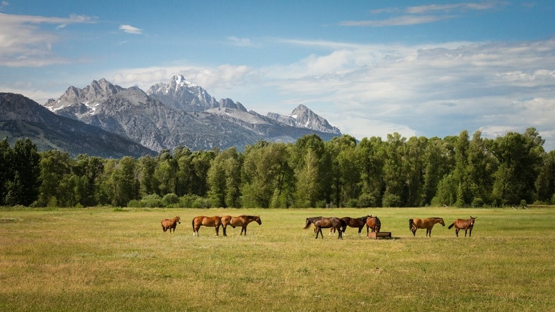 What Is Equestrian Camping